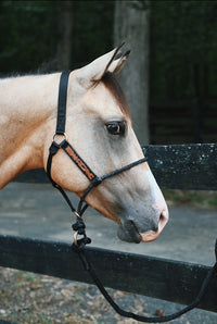 Larait Halter