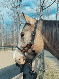 Lariat Cheetah Halter
