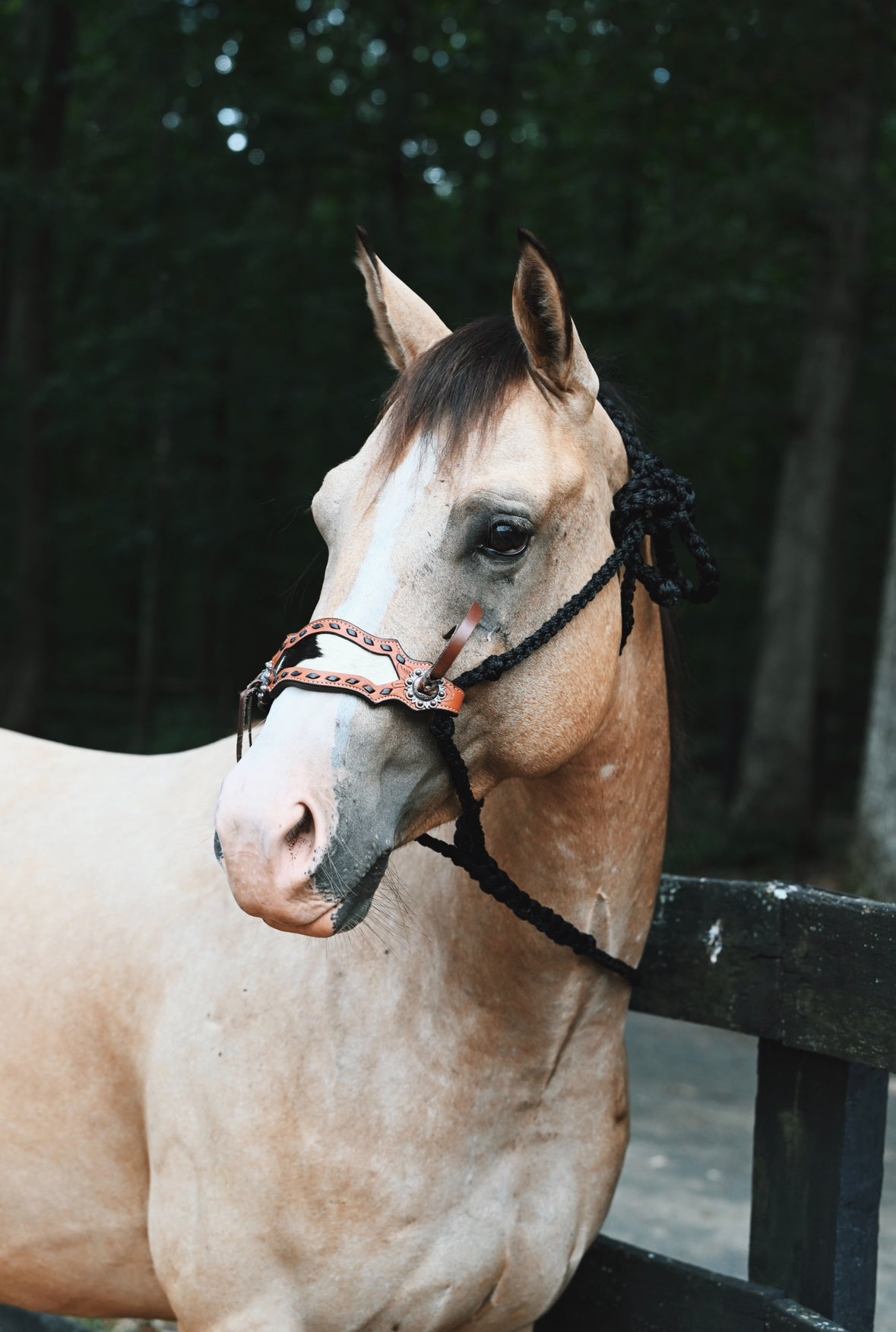 Braided Bronc Halter