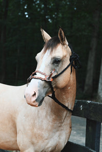 Braided Bronc Halter