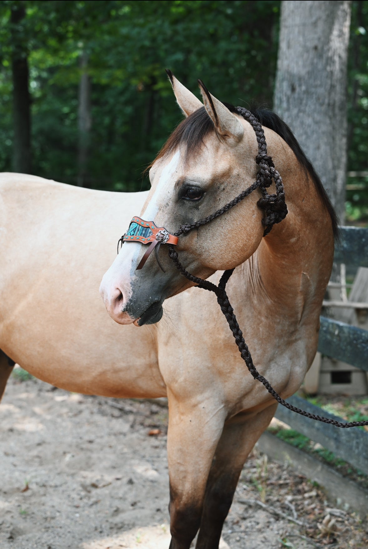 Braided Bronc Halter