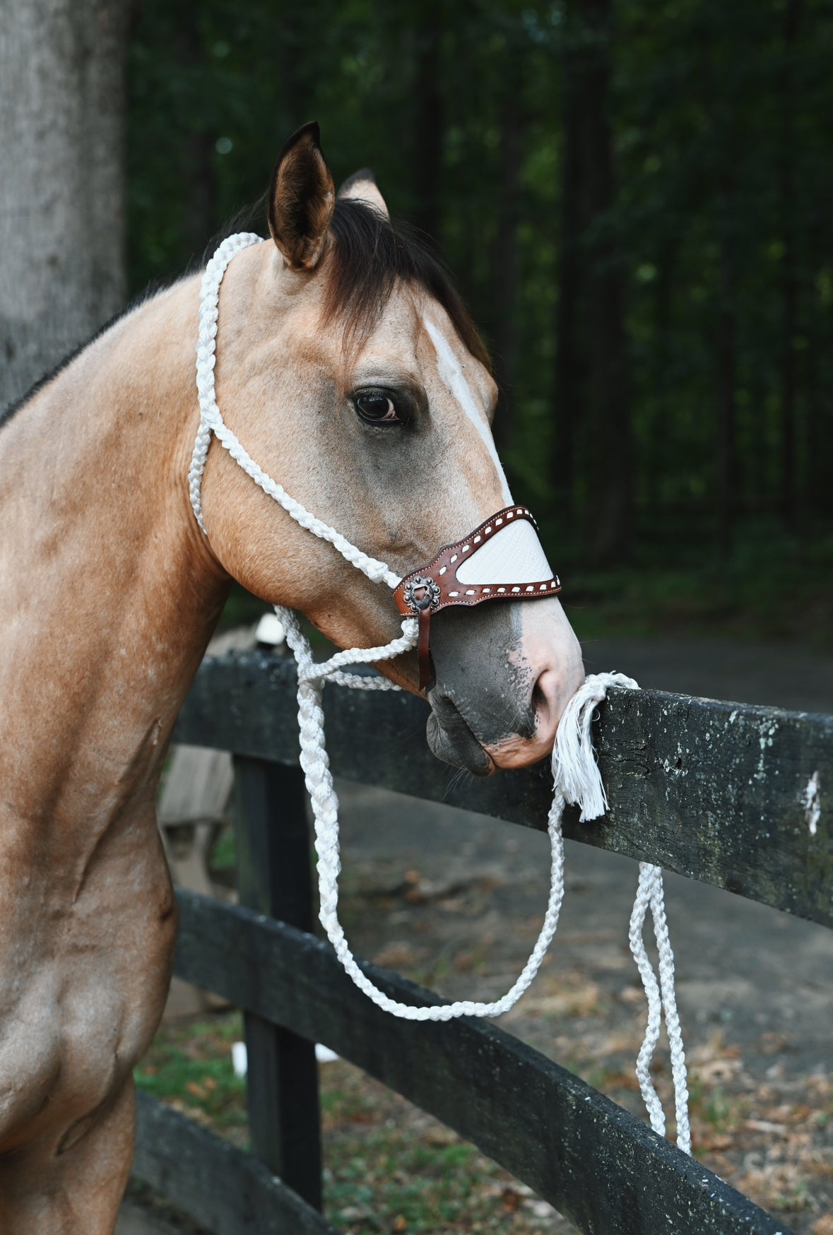 Braided Bronc Halter