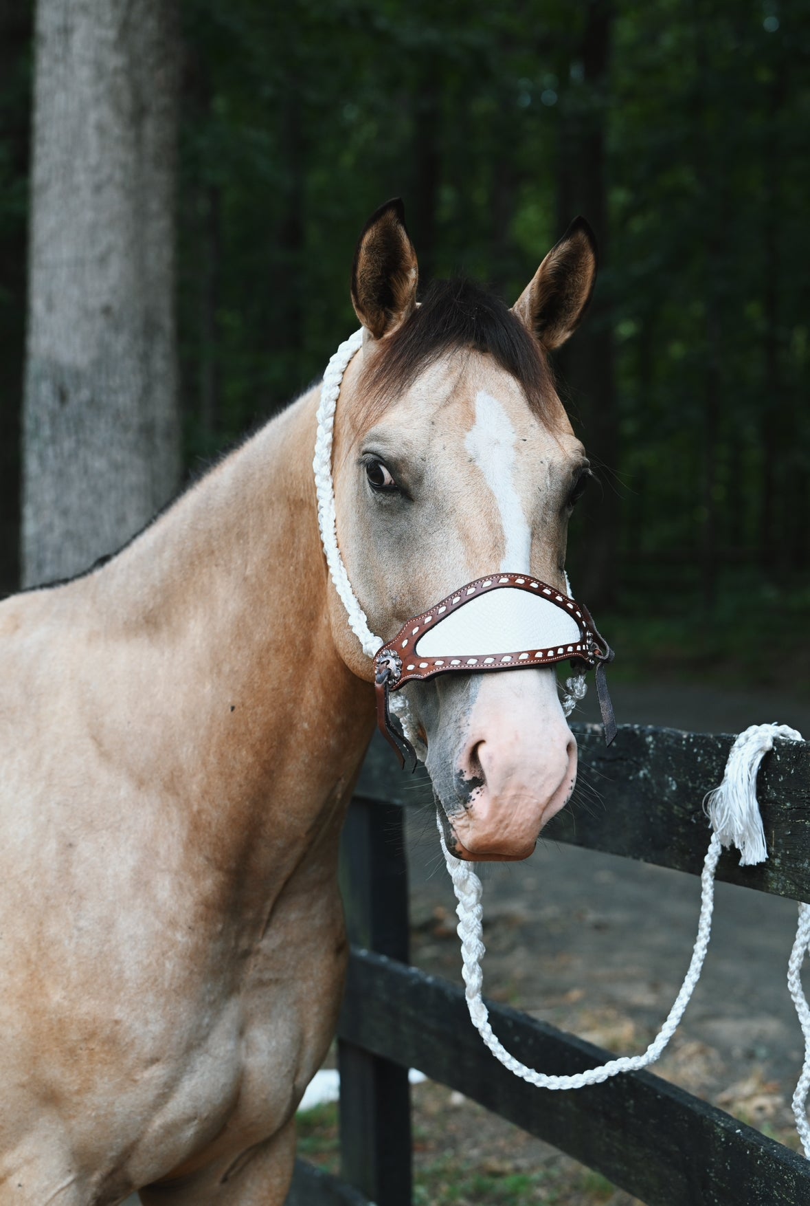 Braided Bronc Halter