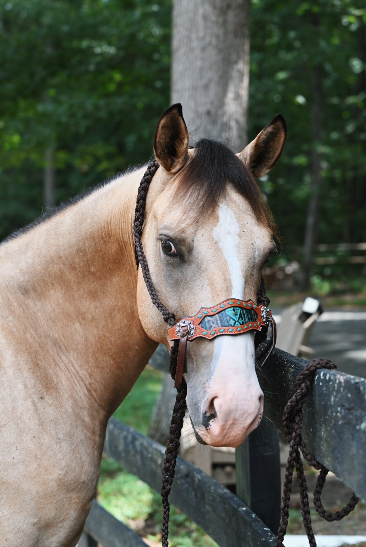 Braided Bronc Halter