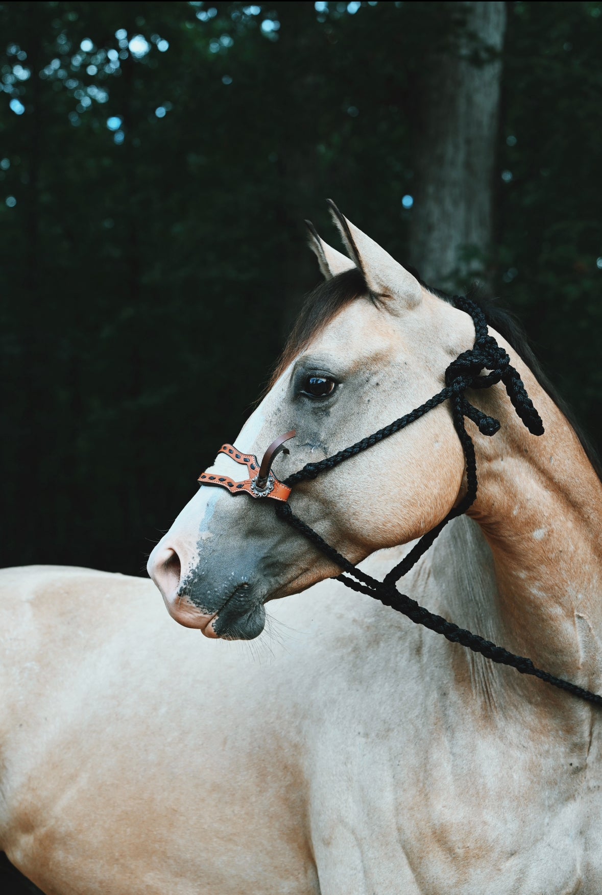 Braided Bronc Halter